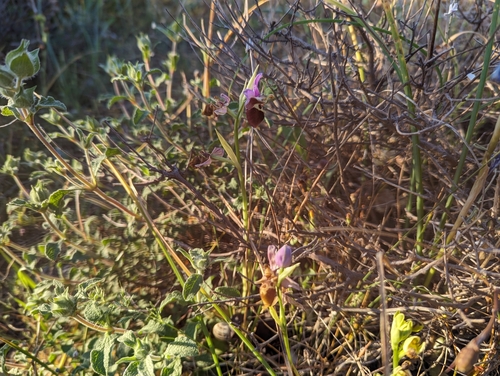 Image of Ophrys heldreichii by (c) Elias, some rights reserved (CC BY)