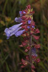 Salvia lyrata image