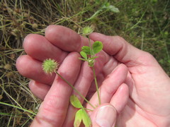 Trifolium microcephalum