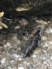 Paraclinus integripinnis