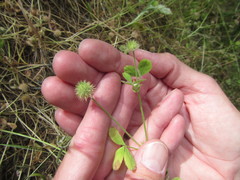 Trifolium microcephalum