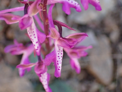 Cretan Orchid (Orchis sitiaca)