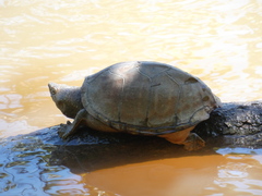 Razor-Backed Musk Turtle photo 5