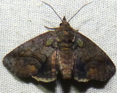 Paectes pygmaea