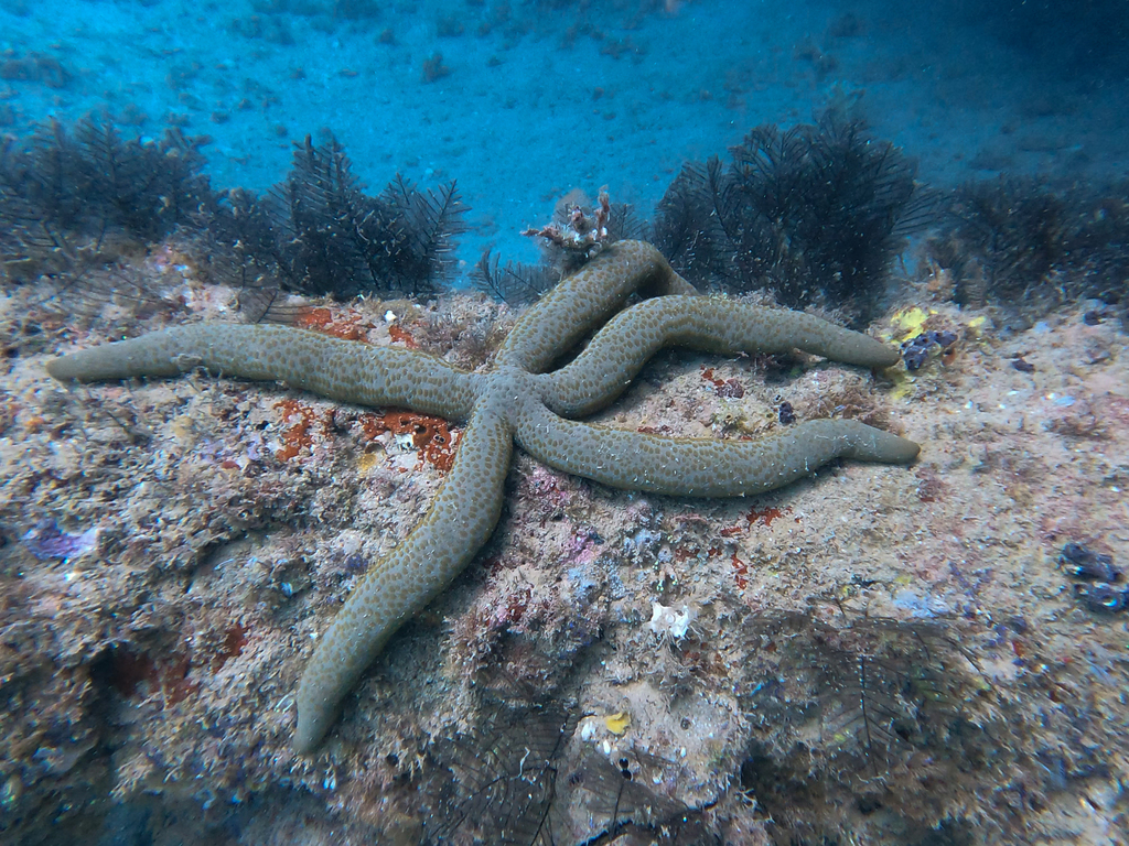 Guilding's Sea Star
