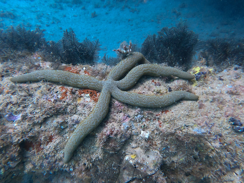 Guilding's Sea Star