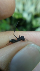 Gigantiops destructor