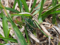 Gametis incongrua