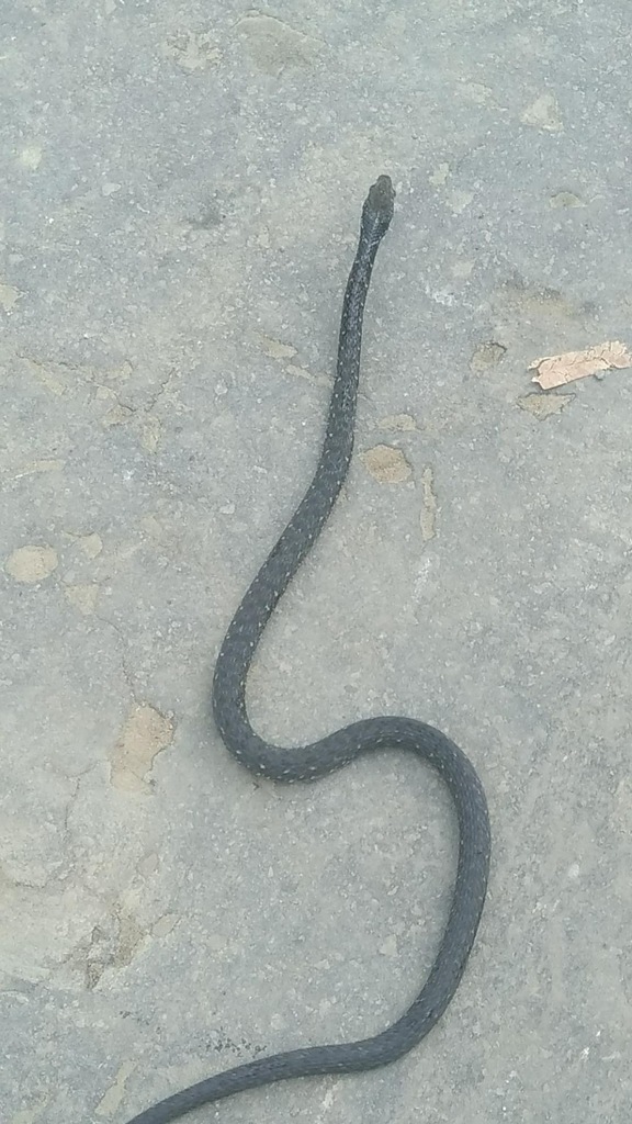 Strange-Tailed Keelback