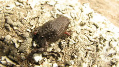 Microkayla chacaltaya