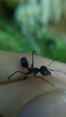 Gigantiops destructor