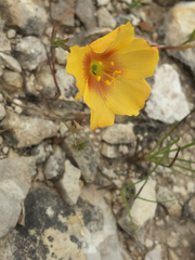 Linum rigidum