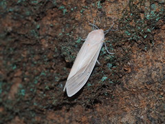 Creatonotos transiens vacillans