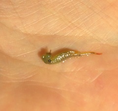 Eubranchipus vernalis