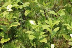 Saururus chinensis