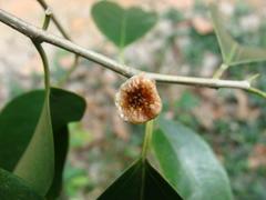 Ficus pertusa