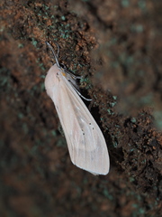 Creatonotos transiens vacillans