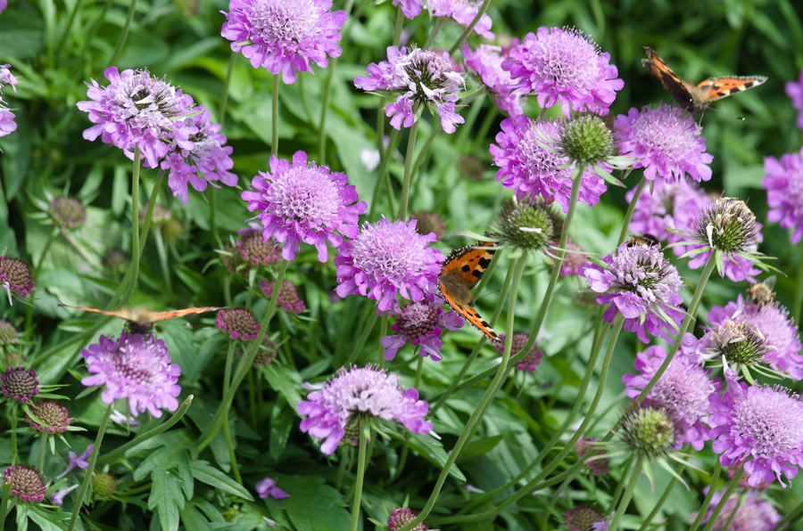 Shining Scabious