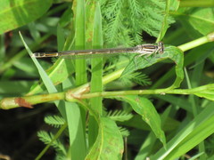 Enallagma durum