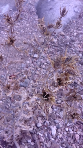 Argemone ochroleuca iNat (3)