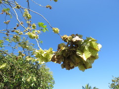 Millettieae