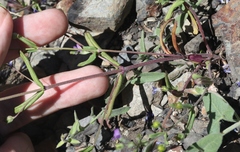 Collinsia parryi