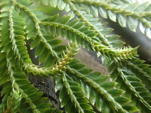 Selaginella arbuscula