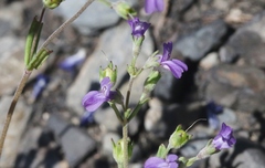 Collinsia parryi