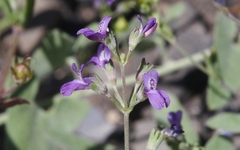 Collinsia parryi