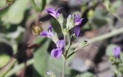 Collinsia parryi