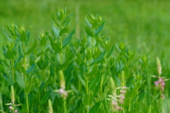 Plectocephalus americanus