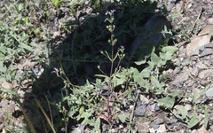 Collinsia parryi