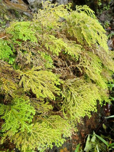 Selaginella arbuscula