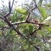 Cephalanthus salicifolius - Photo 由 LauraReginaAC 所上傳的 (c) LauraReginaAC，保留部份權利CC BY-NC