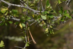 Berberis boliviana