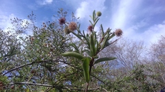 Cephalanthus salicifolius