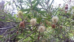 Cephalanthus salicifolius