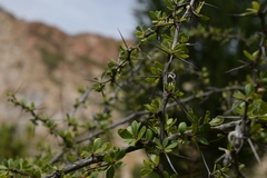 Berberis boliviana