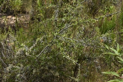 Berberis boliviana