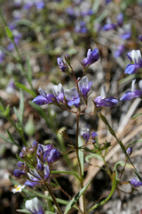 Collinsia