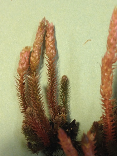 Selaginella deflexa observed 2014-09-19