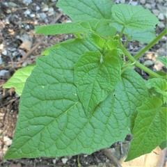 Physalis heterophylla