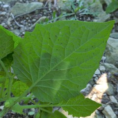 Physalis heterophylla