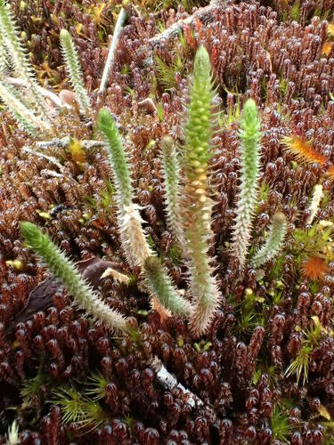 Selaginella deflexa observed 2018-08-14