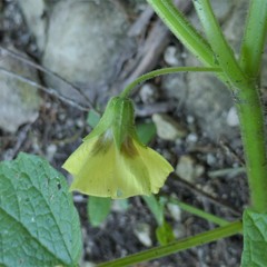 Physalis heterophylla