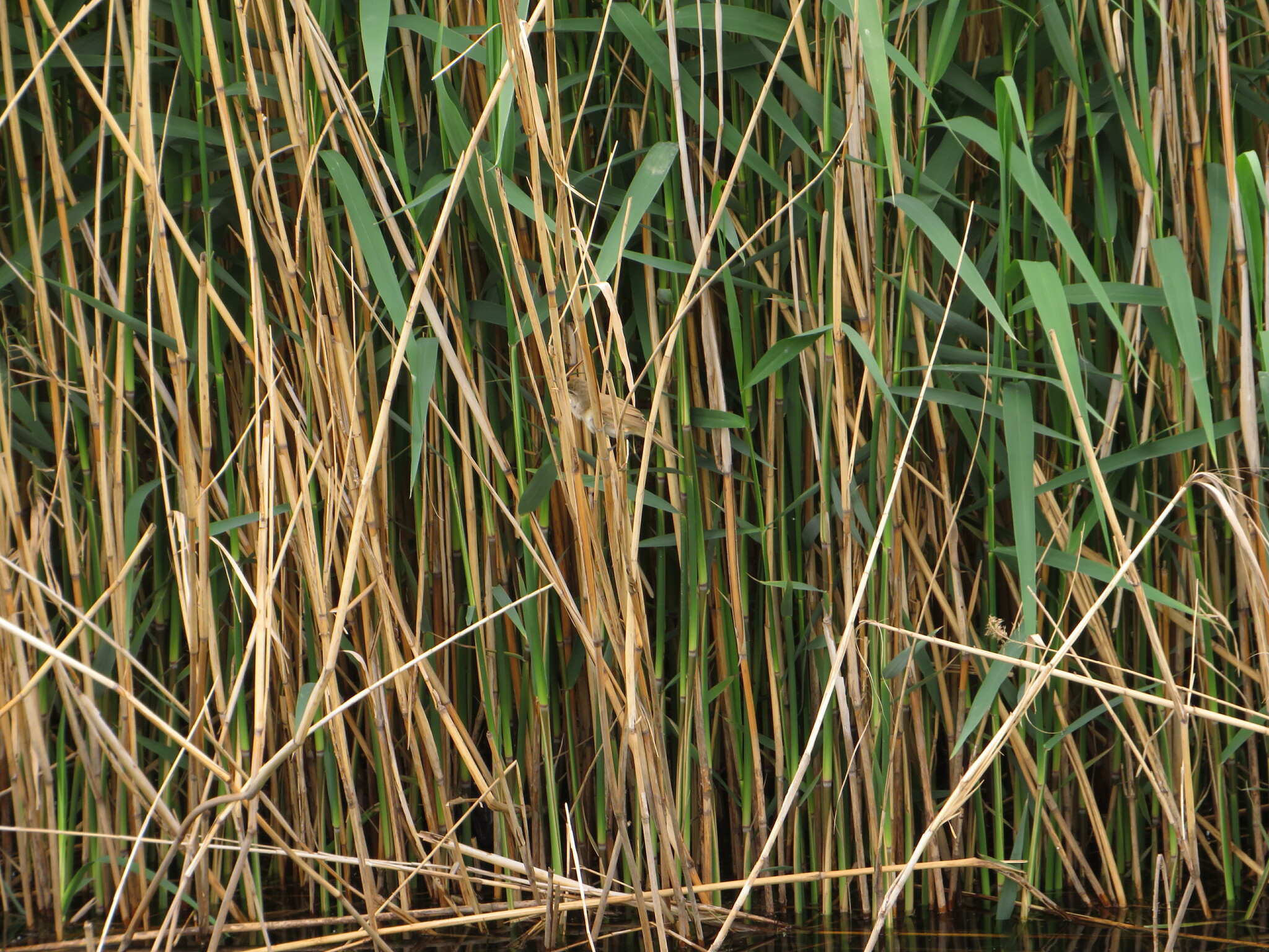 Great Reed Warbler