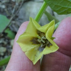 Physalis heterophylla