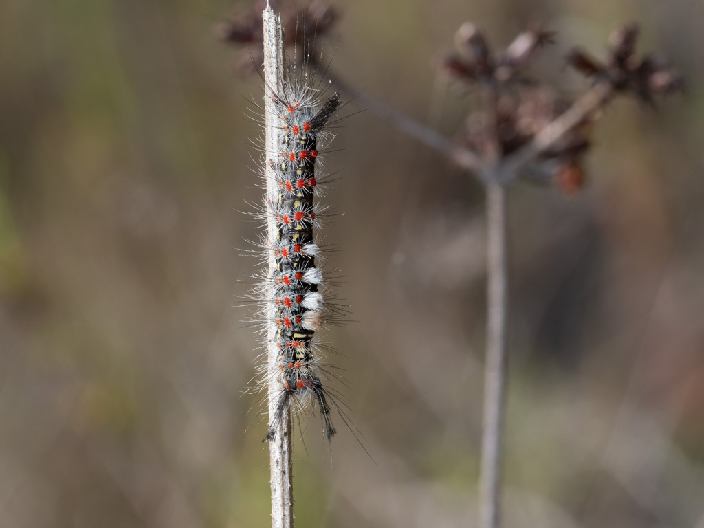 Western Tussock Moth from Clairemont, San Diego, CA, USA on May 1, 2024 ...