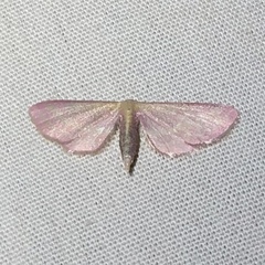 Leptostales laevitaria