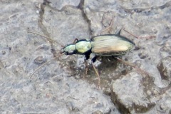 Agonum errans